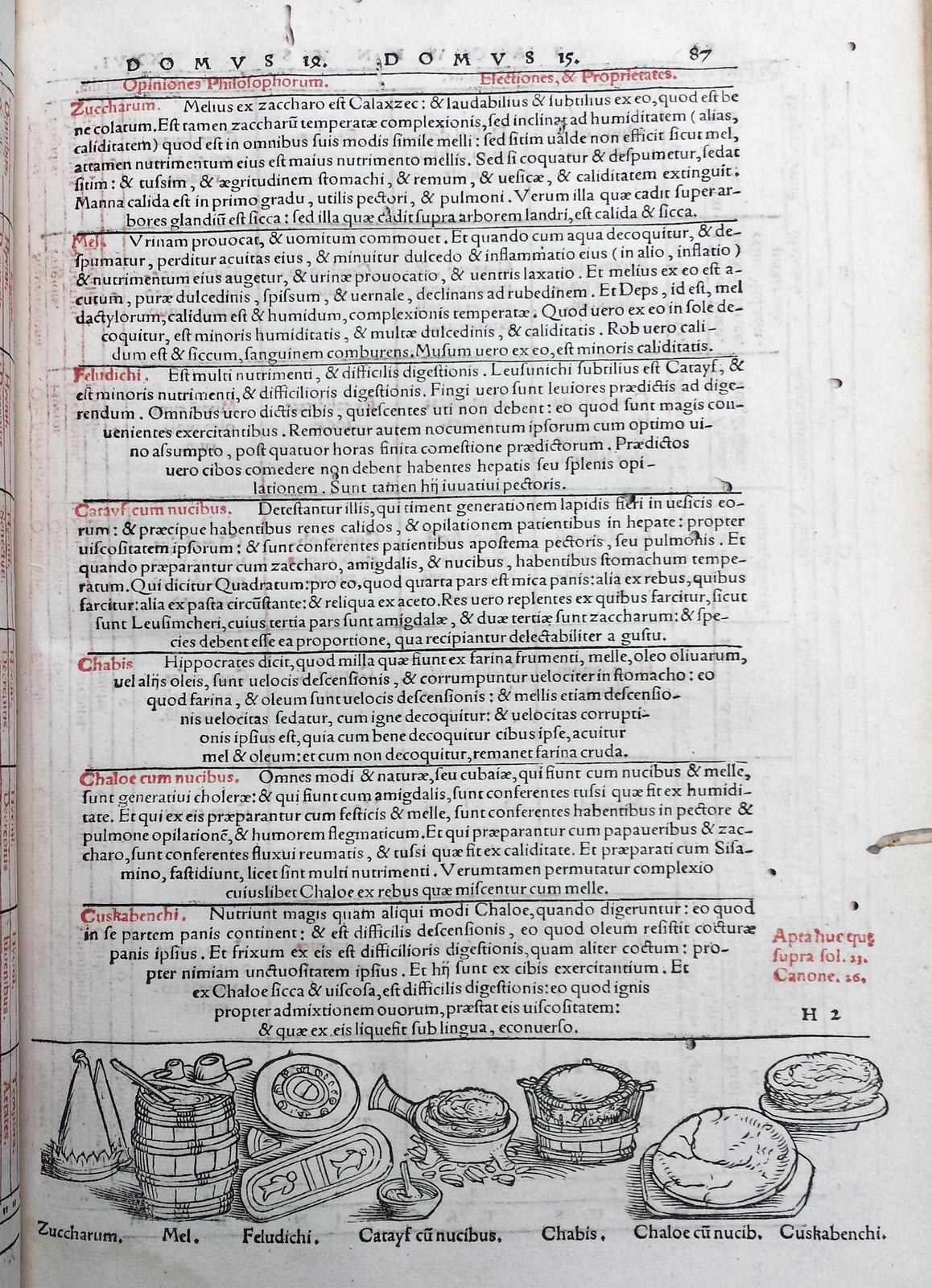 Offenes Buch mit detaillierten Illustrationen von Obst, Gemüse und Getreide neben mehrfarbigem, variierendem Schriftbild.