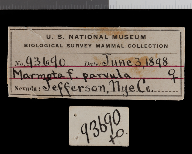 Ein Stück Papier mit der Aufschrift "U.S. National Museum Biological Survey Mammal Collection", begleitet von einer Skala oben und numerischen Daten.