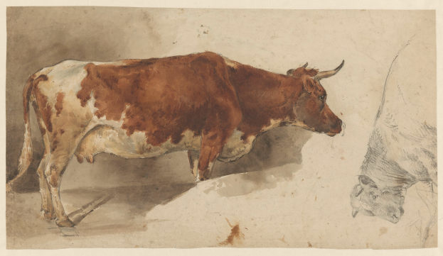 Eine braune und weiße Kuh steht aufrecht mit erhobenem Kopf und gespitzten Ohren neben einer anderen Kuh, die wegschaut, beide auf einem Blatt Papier, das zufrieden aussieht.