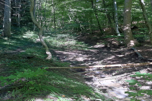 Ein Pfad windet sich durch ein bewaldetes Gebiet mit hohen, üppigen Bäumen und leuchtenden Pflanzen auf beiden Seiten, mit Text am unteren Rand des Bildes.