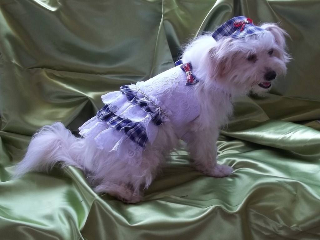 Ein Hund mit Kostüm sitzt auf einem Tuch.