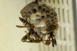 Ein Wespennest mit umherfliegenden Honigbienen vor einem unscharfen Hintergrund.
