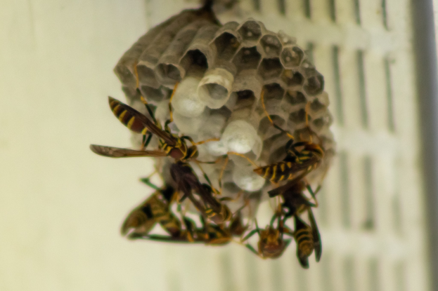 Ein Wespennest mit umherfliegenden Honigbienen vor einem unscharfen Hintergrund.