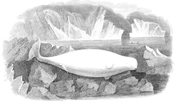 Schwarz-weiß-Zeichnung eines Wals, der auf einem Felsen in eisigen Gewässern ruht, mit Eisbergen im Hintergrund und Text unten.