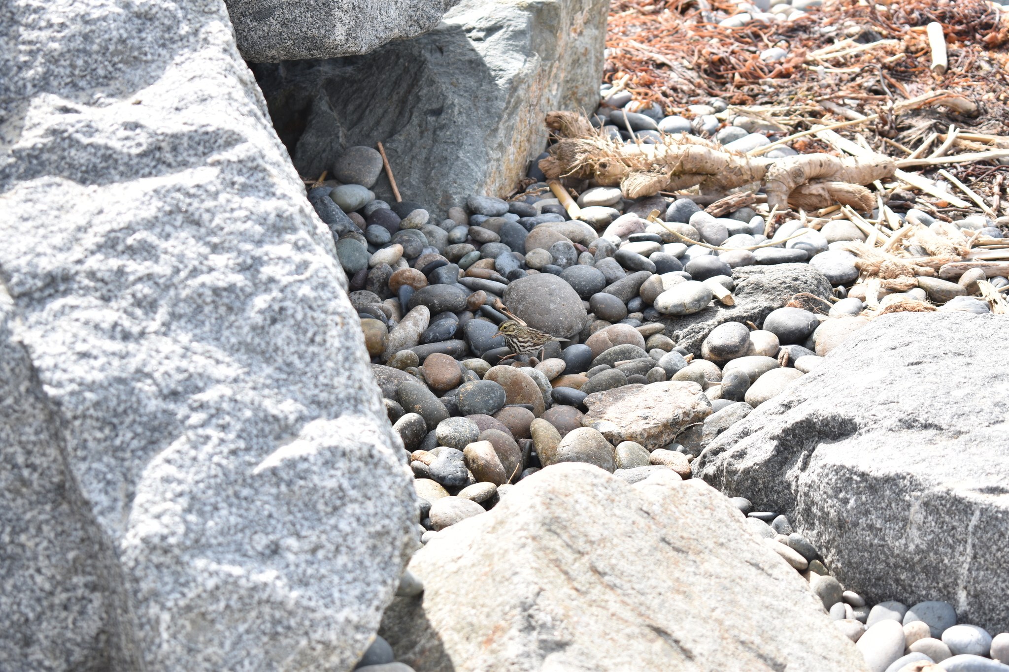 Ein steiniger Strand mit verstreuten Steinen und Kieseln, der eine kleine Eidechse zeigt, die auf einem der Steine sitzt, mit trockenen Blättern und Zweigen im Hintergrund.