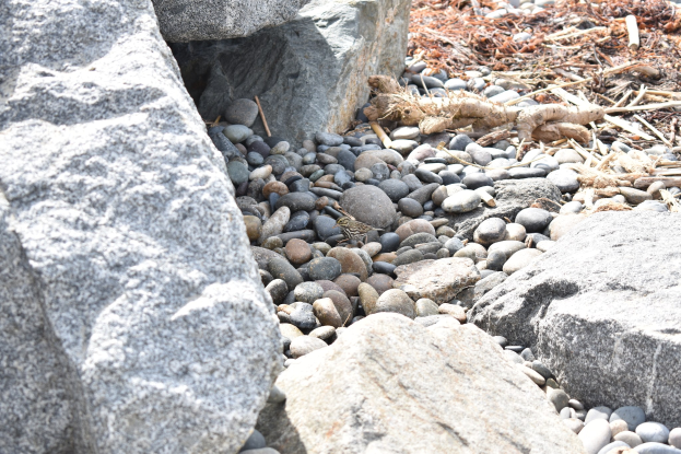 Ein steiniger Strand mit verstreuten Steinen und Kieseln, der eine kleine Eidechse zeigt, die auf einem der Steine sitzt, mit trockenen Blättern und Zweigen im Hintergrund.