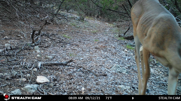 Ein Reh, das auf einer staubigen Straße in einem bewaldeten Gebiet mit verstreuten Steinen und Zweigen geht, mit Text unten, der 'Stealth Cam - Hirschjagd in Texas' liest.