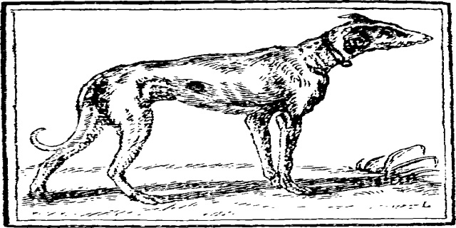 Eine Schwarz-Weiß-Zeichnung eines Greyhounds, der auf dem Boden steht und einen Gürtel um den Hals trägt, mit Text am unteren Rand des Bildes.