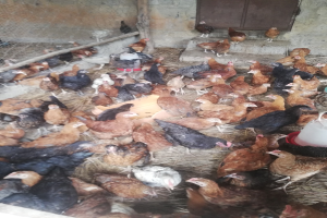 Gro├če Gruppe von Hühnern in einem Maschendrahtzaun mit einer Wand und einer Tür im Hintergrund, einschließlich eines Eimers mit Hühnern auf der rechten Seite.