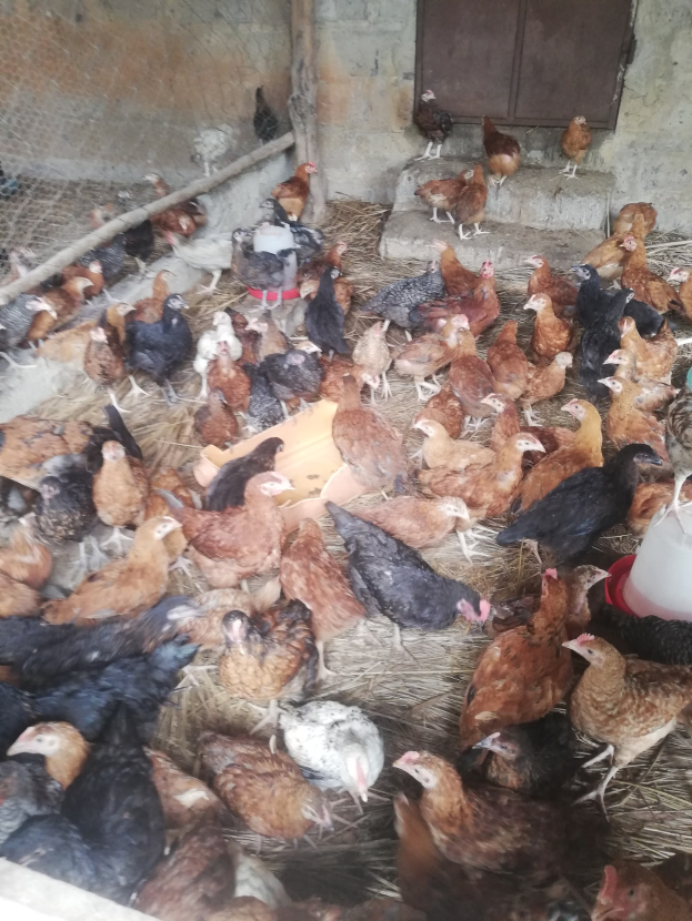 Gro├če Gruppe von Hühnern in einem Maschendrahtzaun mit einer Wand und einer Tür im Hintergrund, einschließlich eines Eimers mit Hühnern auf der rechten Seite.